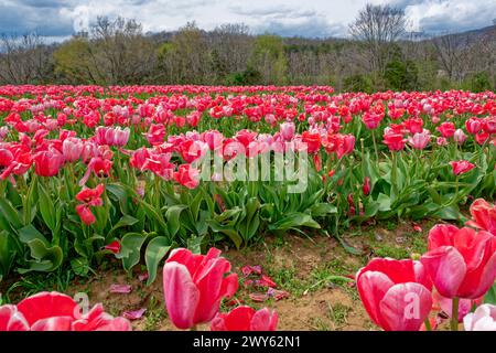 Bauernhof-Feld voller geöffneter, farbenfroher rosa Tulpen, alle in Reihen zusammengepresst in Nahaufnahme im Vordergrund mit Bäumen und Bergen im Hintergrund Stockfoto