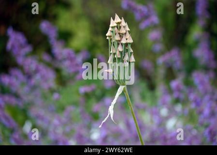Allium Siculum Ucria „Sicilian Honey Knolic“ Samenköpfe, die an den Grenzen von Lowther Castle, Lake District National Park, Cumbria, England, Großbritannien angebaut werden. Stockfoto