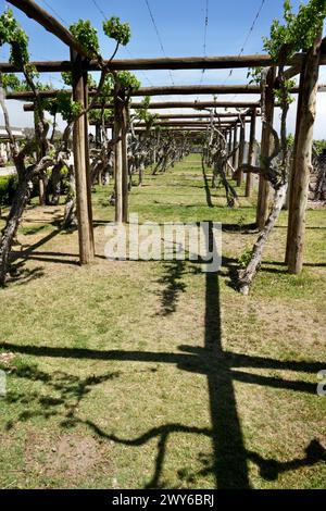 Weinreben auf einem Holzgestell auf einem Weinberg in Mendoza, Argentinien unter blauem Himmel. Stockfoto