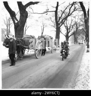 DEUTSCHLAND ZAHLT DEN PREIS IM "SITTARD-DREIECK" - Wagen und Rinder, die in Tuddern ankommen. Britische Armee, 21. Armeegruppe Stockfoto