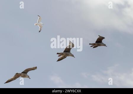Vier Möwen im Flug. Fotoüberlagerung. Stockfoto