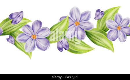 Nahtlose Grenze mit Blumenstrauß von violett blühenden Krokusblüten und Blättern isoliert auf weißem Hintergrund. Botanisches templat für Frühling und ostern Stockfoto