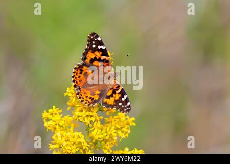 Eine bemalte Schmetterling bestäubt eine Goldenrod-Blume Stockfoto