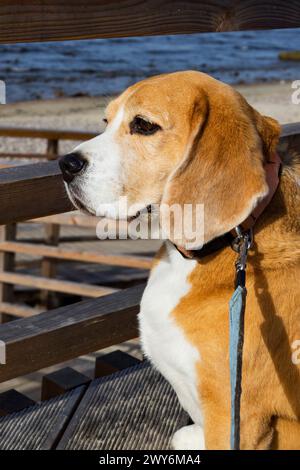 Der Beagle-Hund macht einen Spaziergang im Frühling draußen und wartet auf den Besitzer Stockfoto