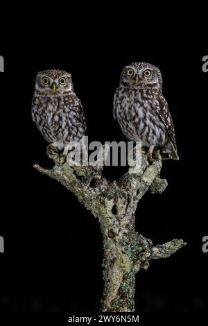 Kleine Eule (Athene noctua) Paar auf Baum, Spanien Stockfoto