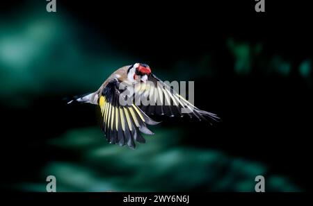 Europäischer Goldfink (Carduelis carduelis) in Salamanca, Castilla y León, Spanien Stockfoto