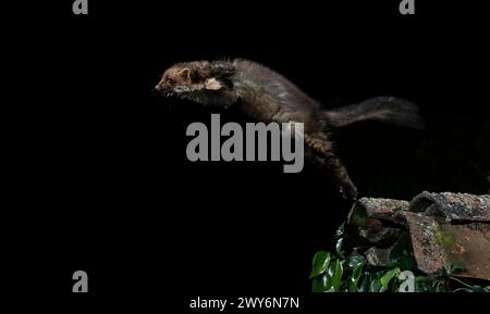 Jumping Buchenmarder (Martes foina), Spanien Stockfoto