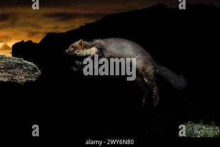 Jumping Buchenmarder (Martes foina), Spanien Stockfoto