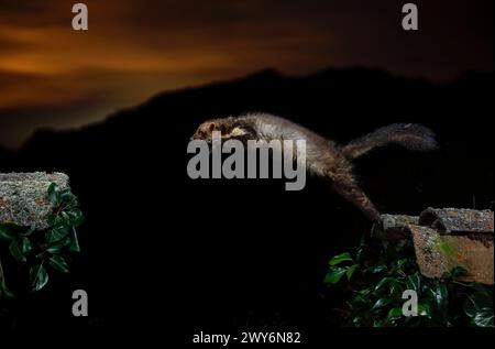 Jumping Buchenmarder (Martes foina), Spanien Stockfoto