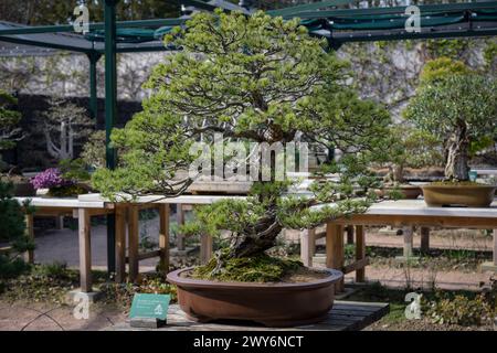 Blick auf eine fünf Nadelkiefer in einem botanischen Garten in Frankreich Stockfoto