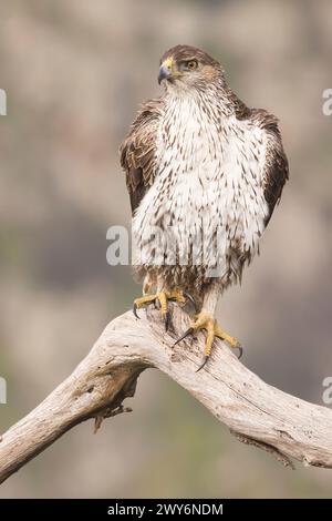 Bonellis Adler (Aquila fasciata), Salamanca, Castilla y Leon, Spanien Stockfoto