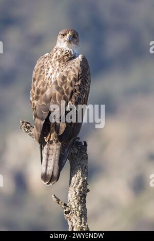 Bonellis Adler (Aquila fasciata), Salamanca, Castilla y Leon, Spanien Stockfoto