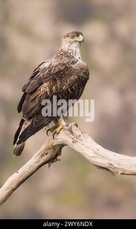 Bonellis Adler (Aquila fasciata), Salamanca, Castilla y Leon, Spanien Stockfoto