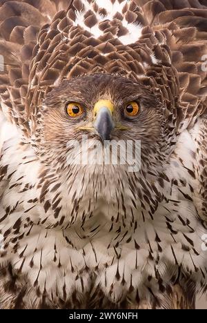 Bonellis Adler (Aquila fasciata), Salamanca, Castilla y Leon, Spanien Stockfoto