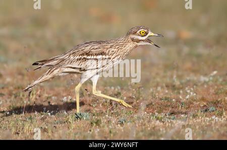 Eurasischer Steincurlew (Burhinus oedicnemus), Salamanca, Castilla y Leon, Spanien Stockfoto