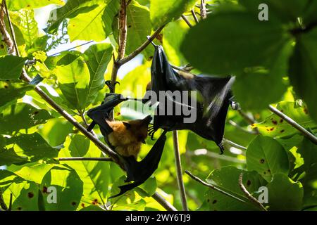 Obstfledermäuse / Fliegende Füchse in einem Baum, Veuve Reserve, La Digue, Seychellen Stockfoto