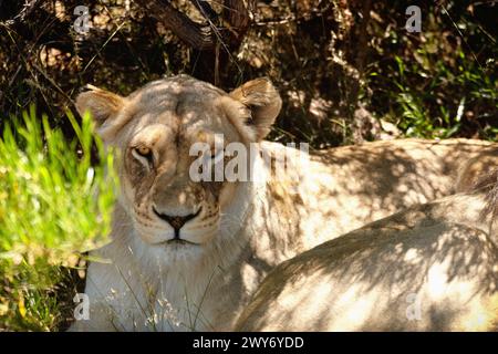 Löwe, Tier oder Gesicht einer wilden Katze in Wald, Gras oder Natur auf der Weide zur Tarnung in Südafrika. Safari, Reise oder Raubtier unter Baum für Stockfoto