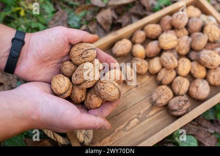 Hände halten frische Walnüsse über einem Holztablett in einer Herbstkulisse Stockfoto