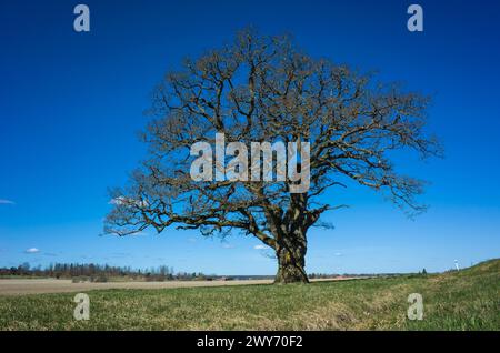 Großer, einsamer Baum ohne Laub auf flachem Feld unter blauem Himmel im Frühling auf dem Land in der Nähe von Vasteras, Schweden Stockfoto