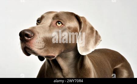 Weimaraner - Canis Lupus familiaris - Hunderasse mit großer Disposition und grauem Fell. Kopf und Gesicht mit schlampigen Ohren isoliert auf weißem Ba Stockfoto