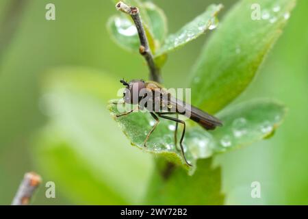 Detaillierte Nahaufnahme einer variablen Duskyface Fliege, Melanostoma mellinum Stockfoto