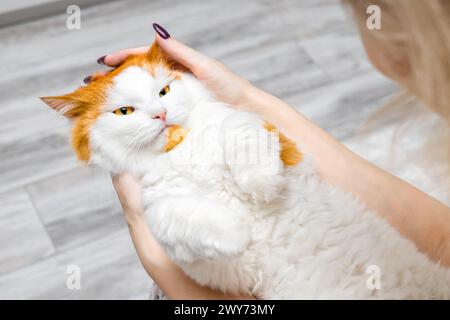 Eine Frau, die eine flauschige Katze in den Armen hält. Eine Katze liegt in den Armen einer Person. Katze wie ein Kind Stockfoto