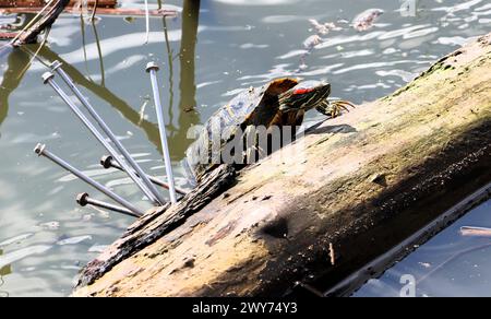 Rotrohrrutsche klettert auf einen Baumstamm im John Heinz National Wildlife Refuge in Philadelphia Stockfoto