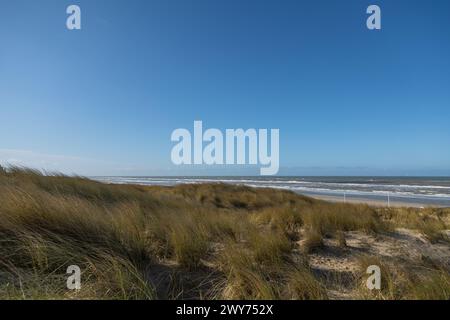 Eine Dünenlandschaft in der Sonne mit Marramgras (Ammophila arenaria) vor der Küste der niederländischen Nordsee in der Nähe von Egmond aan Zee Stockfoto