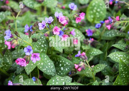 Blüte der hellen Pulmonaria im Frühling. Lungenkraut. Blüten verschiedener Violetttöne in einem Blütenstand. Honigpflanze. Die erste Frühlingsblume Stockfoto