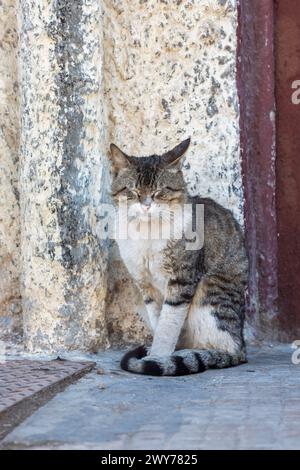 Eine schmutzige streunende Katze mit einem gedämpften Ausdruck sitzt neben einer verwitterten Mauer in einer engen Gasse der Stadt Stockfoto