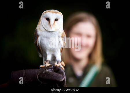 David Wilson Homes hat eine Spende an das Turbary Woods Owl and Bird of Prey Sanctuary gespendet. Abgebildete Kunden, die beim Flig ein Nahaufnahme-Erlebnis genießen Stockfoto