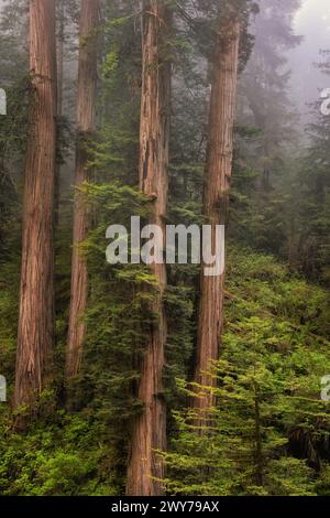 Im Frühjahrsnebel erheben sich hoch aufragende Mammutbäume an der Küste über 300 Meter zwischen dem kalifornischen Jedediah Smith Redwoods State Park und dem Redwood National Park Stockfoto