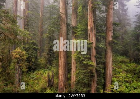 Im Frühjahrsnebel erheben sich hoch aufragende Mammutbäume an der Küste über 300 Meter zwischen dem kalifornischen Jedediah Smith Redwoods State Park und dem Redwood National Park Stockfoto