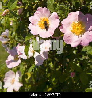 Hagebuttenblume. Blühender Hagebuttenbusch an einem sonnigen Sommertag, Nahaufnahme. Zart rosa Blüten auf einem Zweig von Hagebutten. Stockfoto