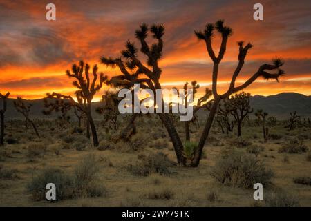 Sonnenuntergang über dem Headstone Rock im kalifornischen Joshua Tree National Park. Stockfoto