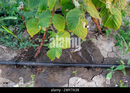 Eine Tropfbewässerung ist auf einer Reihe von Himbeersträuchern im Garten installiert. Pflege von Beeren und Früchten. Stockfoto