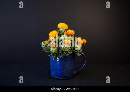 Ein Strauß Saflorblüten in einem blauen handgefertigten Keramikbecher auf schwarzem Hintergrund. Stockfoto