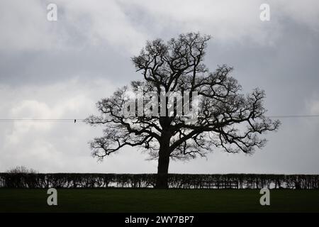 Eine Eiche und eine Hecke im Winter, Warwickshire, Großbritannien Stockfoto