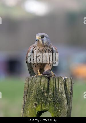 Männlicher Kestrel, Falco Tinnunkulus, auf einem Torpfosten Stockfoto