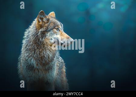 Seitliches Porträt eines grauen Wolfs – Canis Lupus – auch als Holzwolf bekannt, im Wald Stockfoto