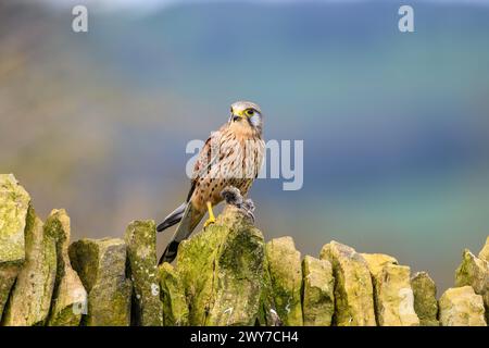 Männlicher Kestrel, Falco Tinnunkulus, auf einer Trockenmauer Stockfoto