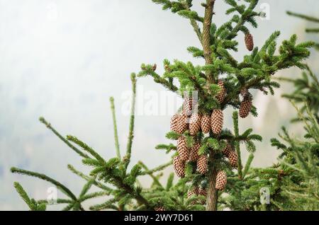 Pinus lambertiana oder Pinienkegel. Nahaufnahme mit einem getrockneten Kiefernzapfen in einem Baum Stockfoto