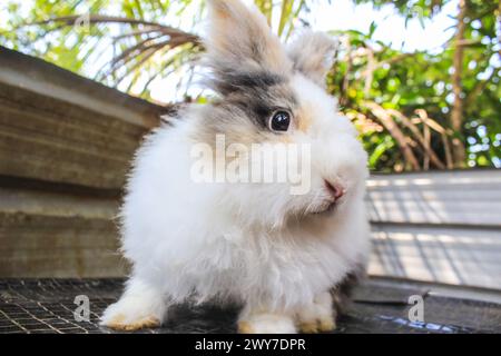 Ein neugieriges und schönes weißes, flauschiges Kaninchen, das draußen auf einer Matte spielt. Stockfoto