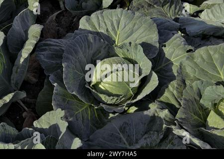 Kohl auf einem Gebiet Serbiens Stockfoto