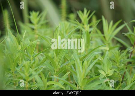 Rotala ramosior (auch bekannt als Tiefland-Rotala) Gras. Diese Pflanze wird manchmal in Aquarien angebaut. Stockfoto