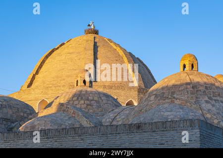 Buchara, Usbekistan, Zentralasien. Kuppeln der mir-i-arabischen Madrasa in Buchara. Stockfoto