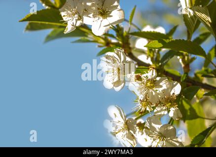 Blühende weiße Pflaumenblüten auf sonnigem blauem Himmel Hintergrund mit Kopierraum für Text oder Design. Stockfoto
