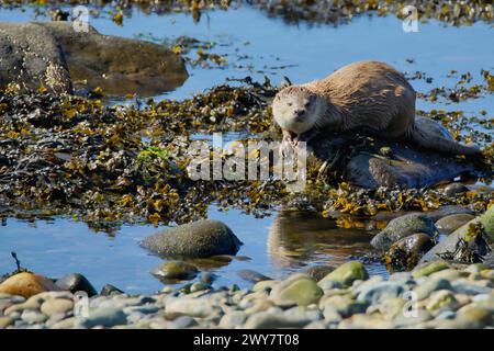 Eurasische Otterjagd und -Essen an der Küste Schottlands Stockfoto