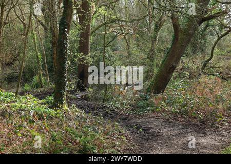 Ein Fußweg in dichtem Wald. Frühfrühlingsansicht auf die Wälder in Gosport, Hampshire, Südengland. Stockfoto