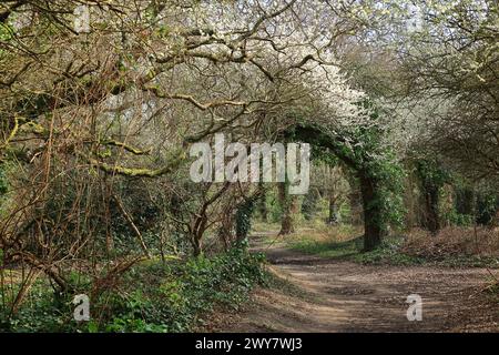 Ein natürlicher Bogen, der sich über einem Fußweg gebildet hat und von Wäldern umgeben ist. Frühfrühlingsansicht auf die Wälder in Gosport, Hampshire, Südengland. Stockfoto